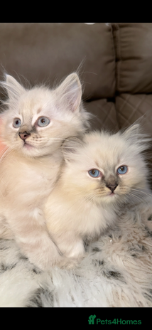 Ragdoll cats Two ragdoll boys for sale - Advert 1