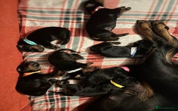 Dobermann dogs for sale: 🏆Supreme Dobermanns - Where Excellence Begins 🏆 - Image 9