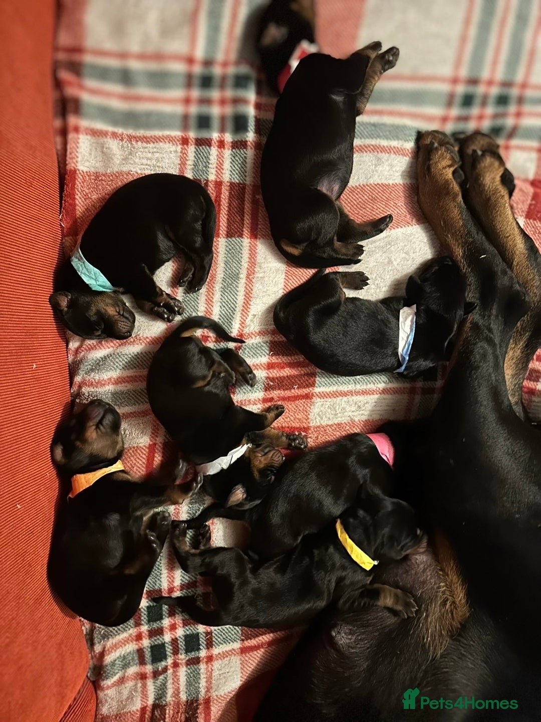 Dobermann dogs for sale: 🏆Supreme Dobermanns - Where Excellence Begins 🏆 - Image 9