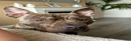 Staffordshire Bull Terrier dogs for sale: Rex Male  - Advert 9
