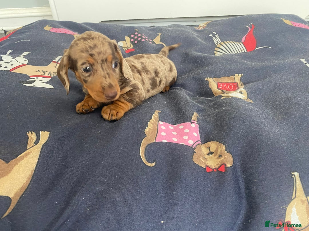 Dachshund dogs for sale: Dachshund puppies  - Image 14