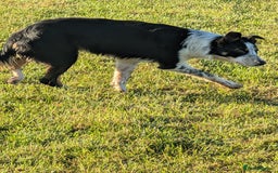 Border Collie dogs for sale: Abi isds reg - Image 3
