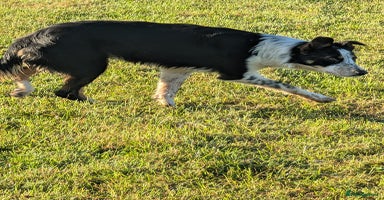 Border Collie dogs - Advert 8