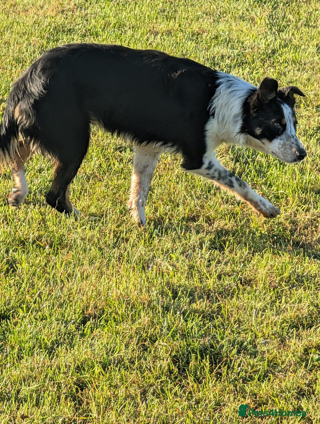 Border Collie dogs for sale: Abi isds reg - Image 3