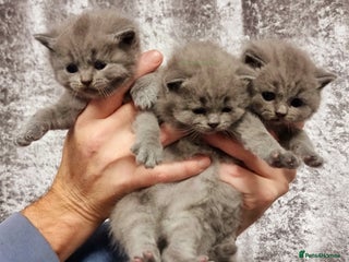British Shorthair cats AMAZING BRITISH SHORHAIR KITTENS!!! - Advert 18