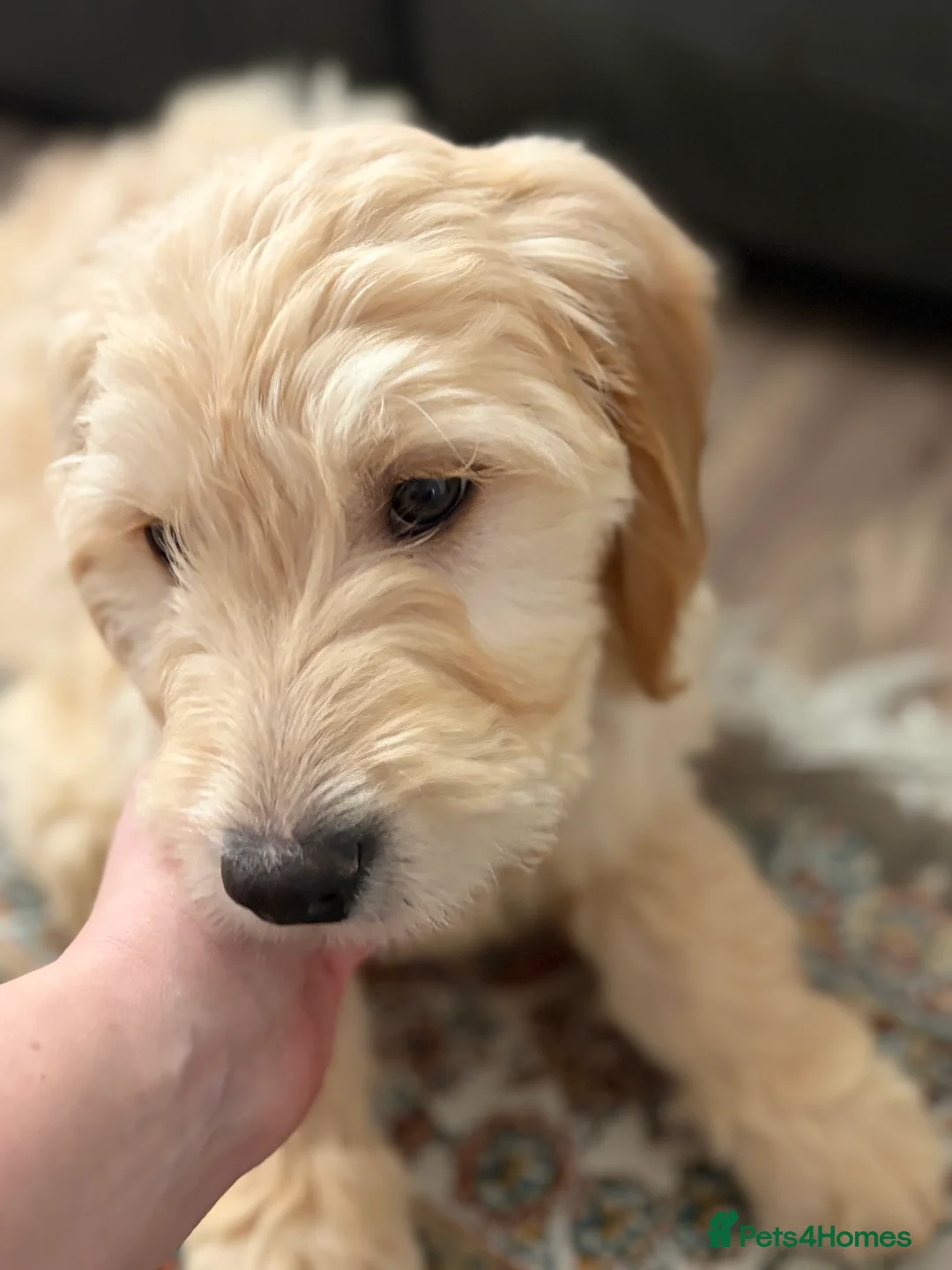 Golden Retriever dogs for sale: Golden Retriever Puppy – 9 Weeks Old in London - Advert 5