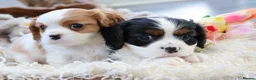Cavalier King Charles Spaniel dogs for sale: HEALTH TESTED KC Cavalier King Charles Spaniels - Advert 36