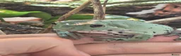 Frog reptiles for sale: Male and Female Whites tree frogs with terrarium - Advert 3
