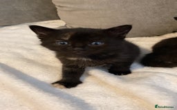 Mixed Breed cats for sale: Female kitten for sale  - Image 5
