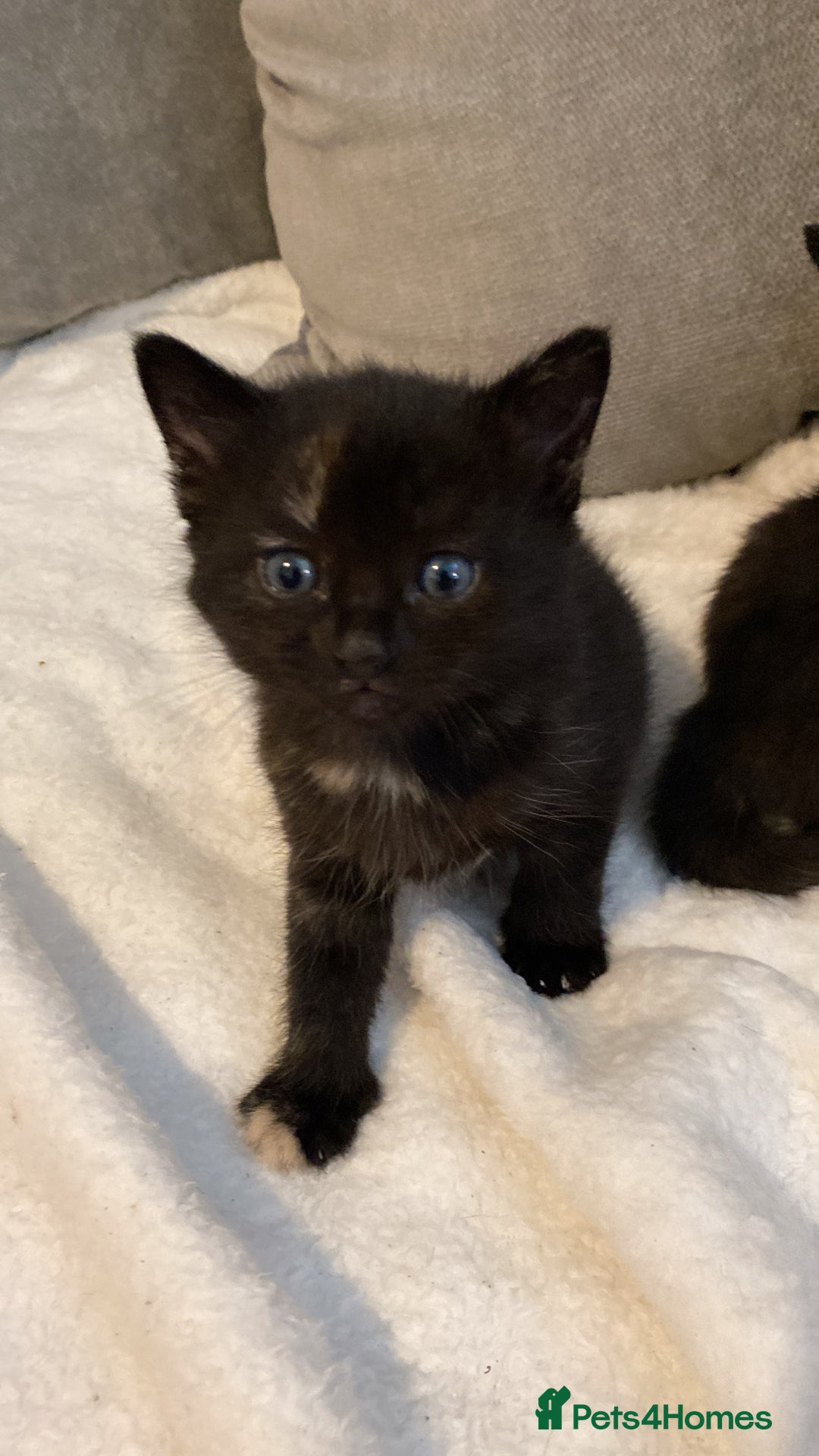 Mixed Breed cats for sale: Female kitten for sale  - Image 5