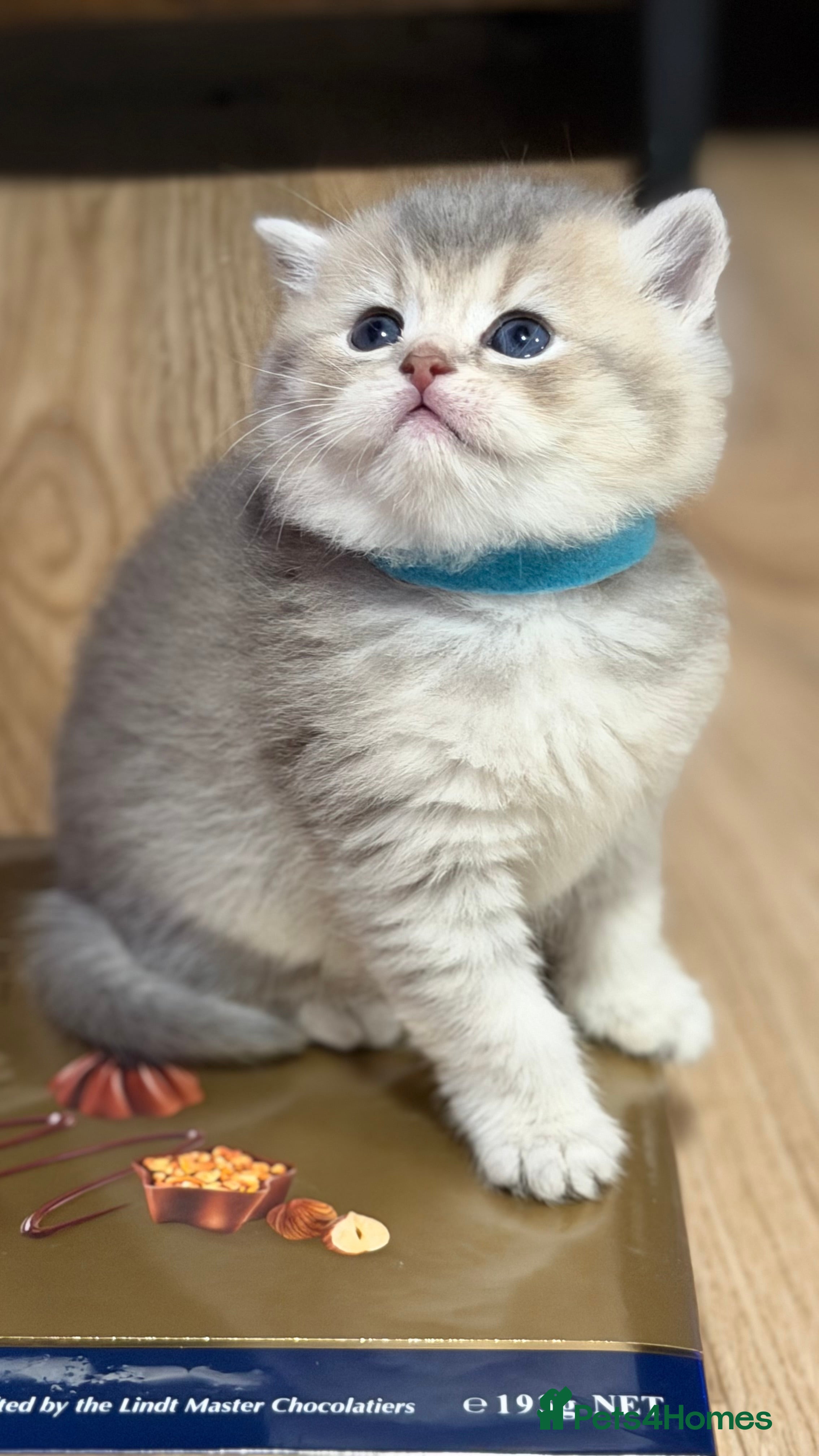 British Longhair cats British Longhair adorable kittens  - Advert 1