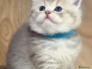 British Longhair cats British Longhair adorable kittens - Advert 1