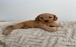 Cockapoo dogs for sale: Stunning F1B Merle Cockapoo Puppies!!!! - Image 28