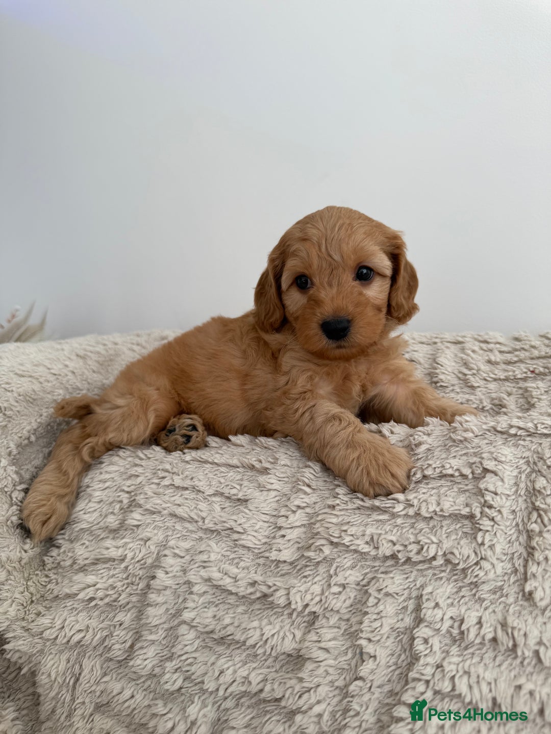 Cockapoo dogs for sale: Stunning F1B Merle Cockapoo Puppies!!!! - Image 28