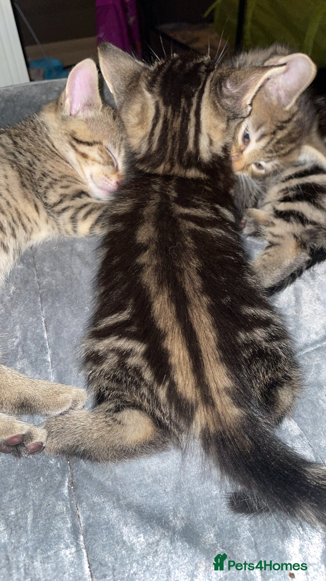 Mixed Breed cats for sale: Kittens For Sale  - Advert 6