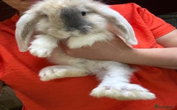 French Lop rabbits for sale: Giant French lop beautiful boy - Image 3