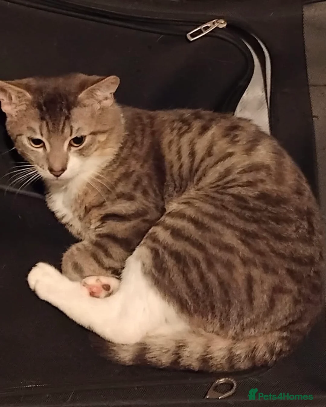 Mixed Breed cats for sale: 8 months old kittens - 2 brothers - Advert 3