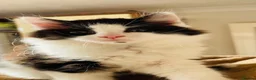 Mixed Breed cats for sale: Kittens for sale ,mixed breed, wonderful behaviour - Advert 29