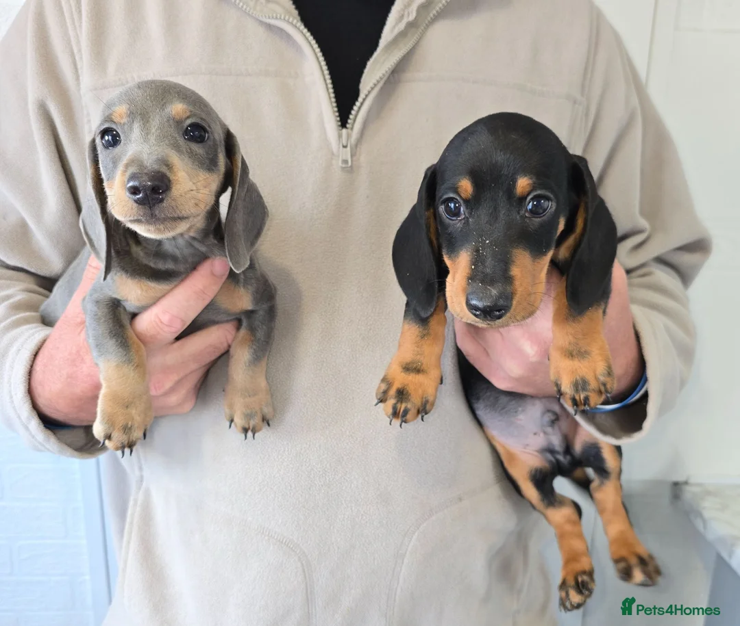 Dachshund dogs for sale: 6 beautiful dachshund puppies  - Advert 4