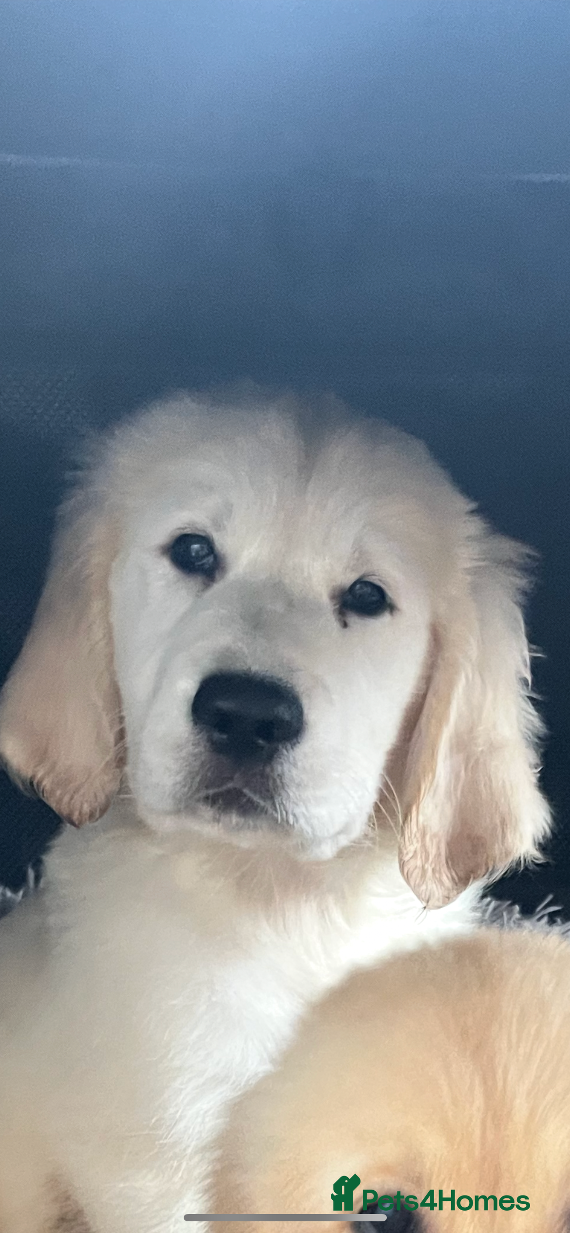 Goldador dogs Golden retriever 3/4 x 1/4 Labrador puppies - Advert 2