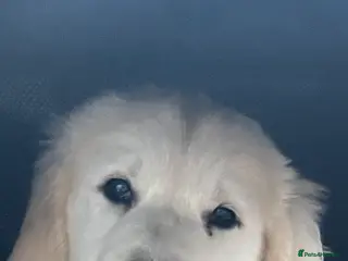 Goldador dogs Golden retriever 3/4 x 1/4 Labrador puppies - Advert 2