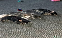 Norwegian Forest Cat cats for sale: 4 11 week old kittens  - Image 7