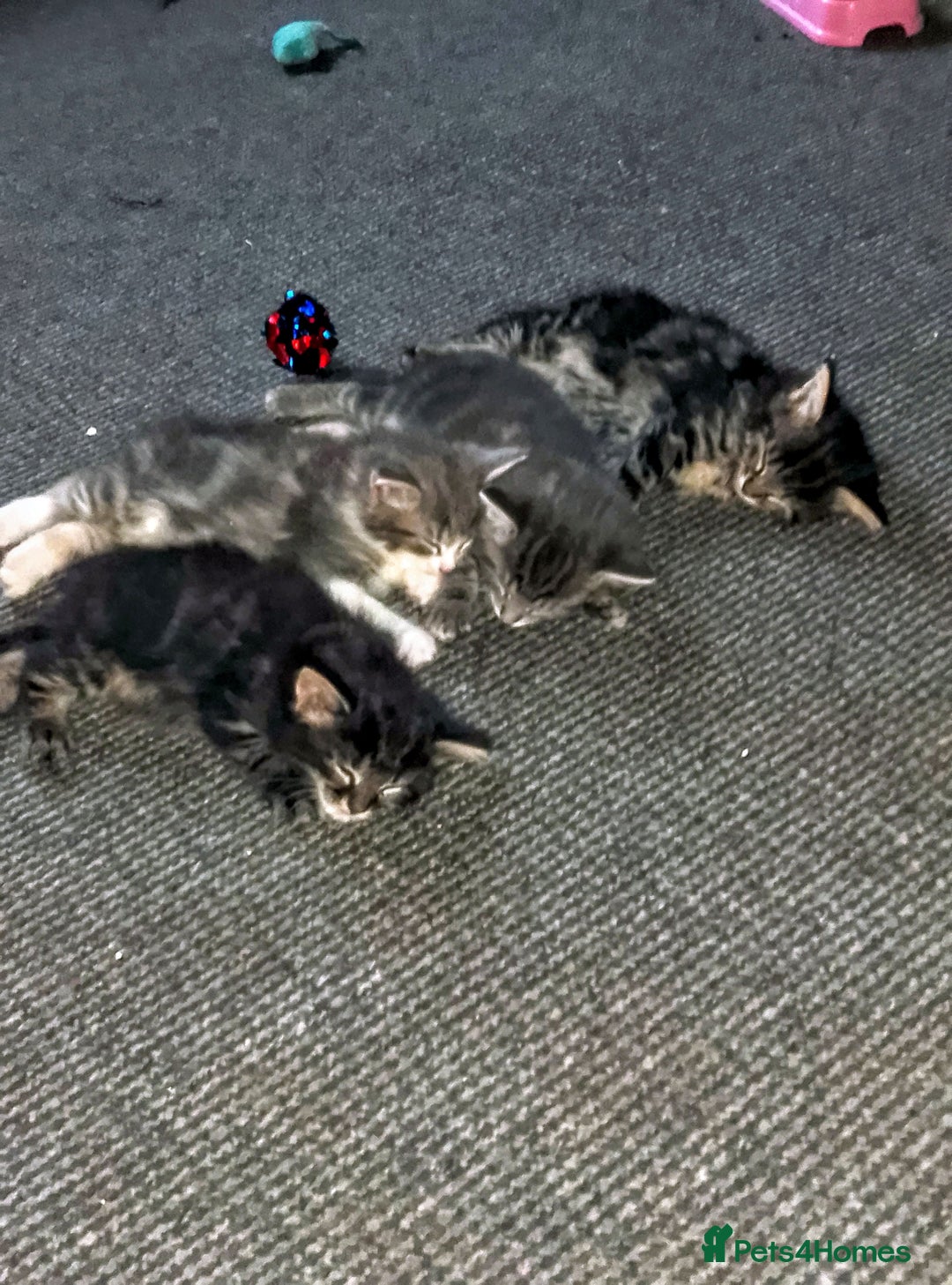 Norwegian Forest Cat cats for sale: 4 11 week old kittens  - Image 7