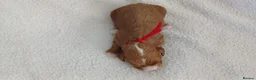 Cavapoo dogs for sale: F1 CAVAPOO PUPPIES  in Stevenage - Advert 4