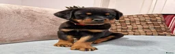 Rottweiler dogs for sale: 🩷 beautiful Happy Rottweiler Puppis 🩶 - Advert 5