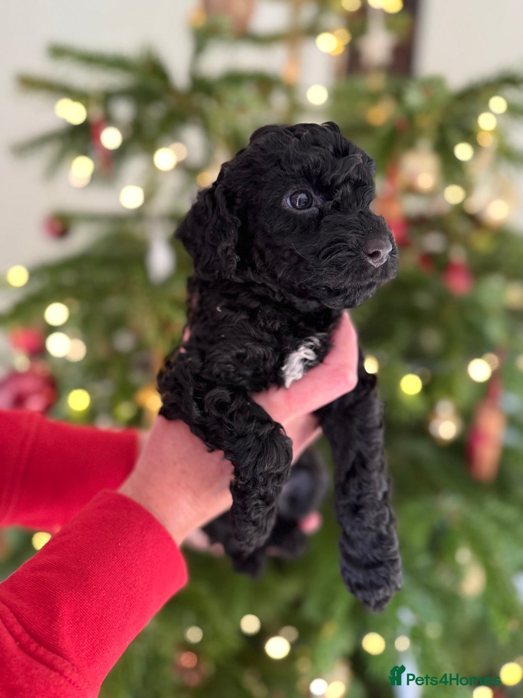 Cockapoo dogs for sale: Beautiful Merle & Black F2 Cockapoo puppies  - Advert 11