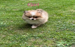 Pomeranian dogs for sale: Pomeranian - Image 2
