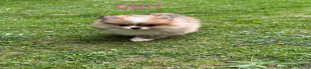 Pomeranian Puppy 2