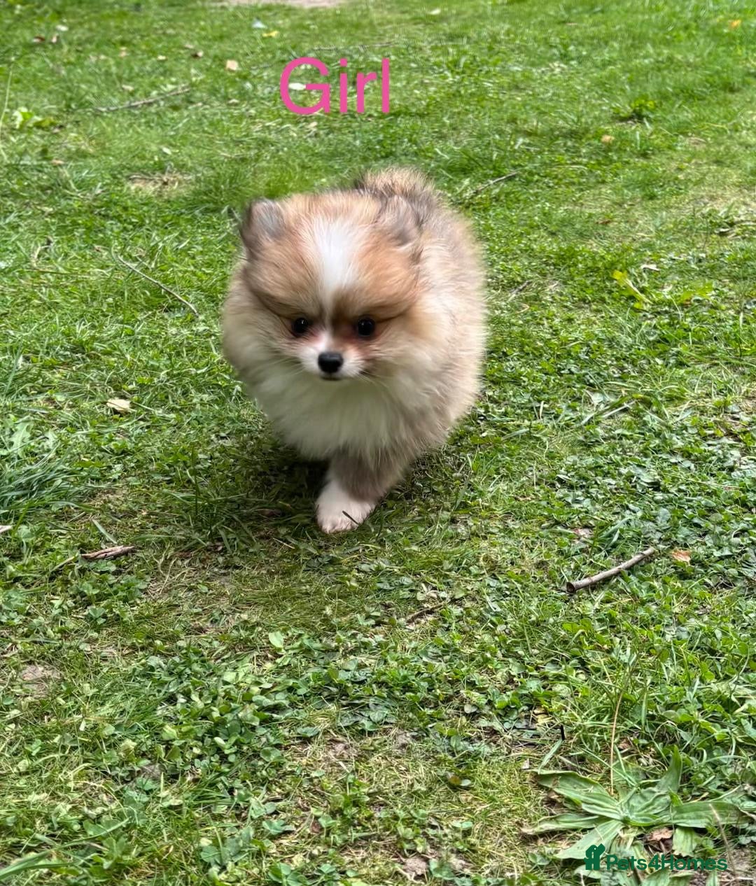 Pomeranian dogs for sale: Pomeranian - Image 2