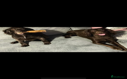 Cocker Spaniel dogs for sale: Gorgeous chocolate working cocker boys - Advert 2