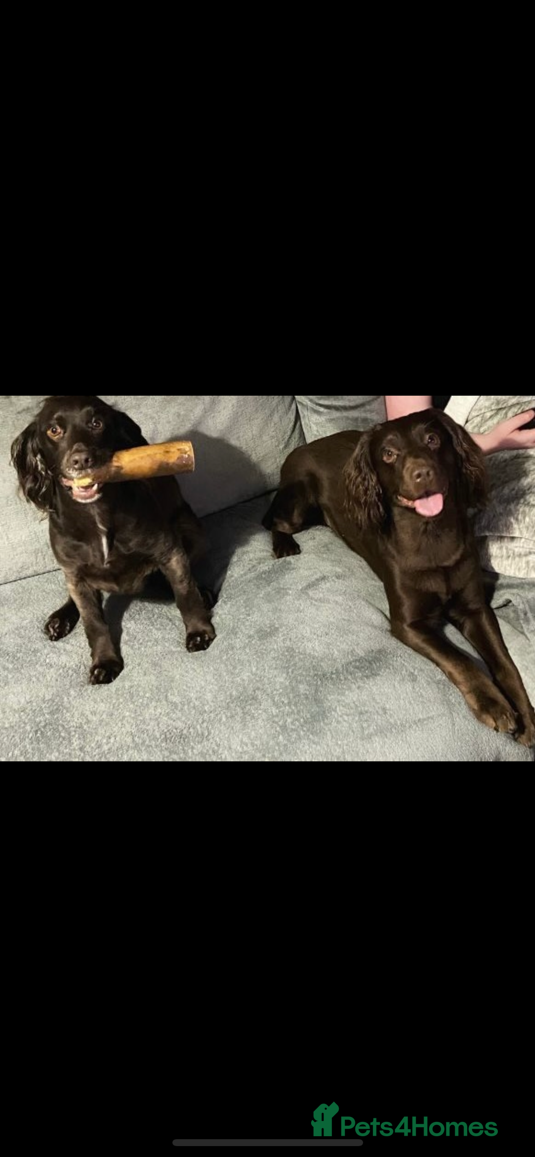 Cocker Spaniel dogs for sale: Gorgeous chocolate working cocker boys - Advert 2