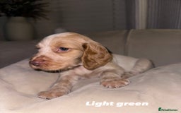 Cocker Spaniel dogs for sale: Beautiful Working Cocker Spaniels WF9 1ET  - Advert 3