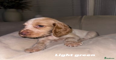 Cocker Spaniel dogs Beautiful Working Cocker Spaniels WF9 1ET  - Advert 12