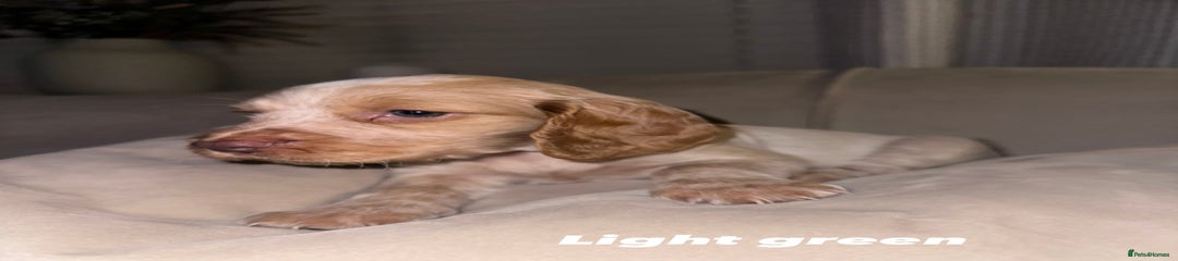 Cocker Spaniel Pup - light green 