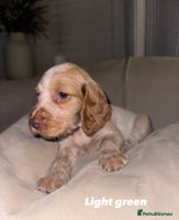 Cocker Spaniel dogs Beautiful Working Cocker Spaniels WF9 1ET - Advert 9