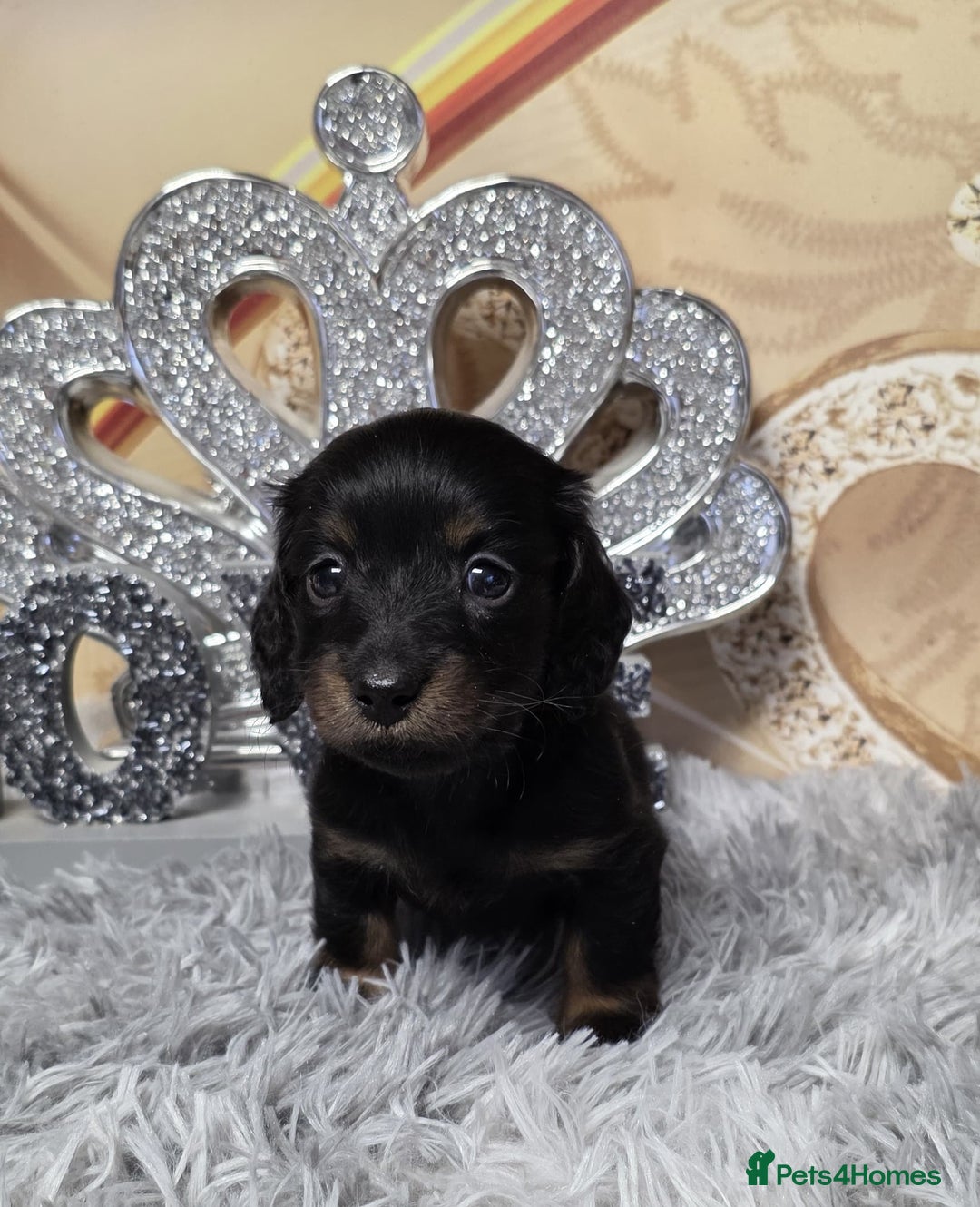 Miniature Dachshund dogs for sale: Adorable KC long coat boys available  - Advert 6