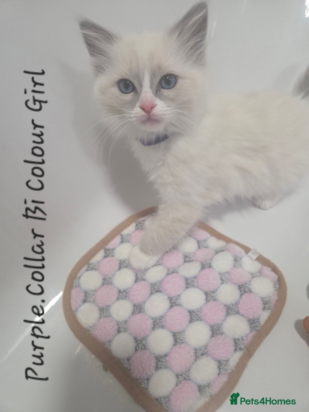 Ragdoll cats for sale: REGISTERED PEDIGREE RAGDOLL KITTENS BLUE  - Advert 3