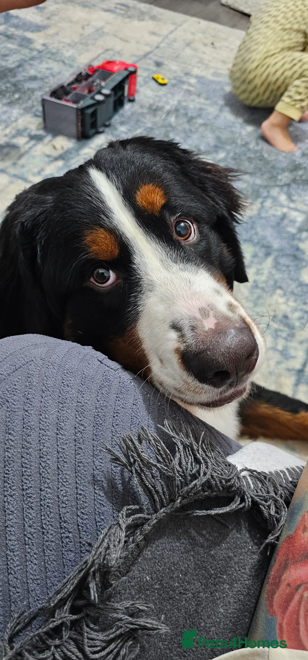 Bernese Mountain Dog dogs for sale: Bernese mountain dog for sale - Advert 1
