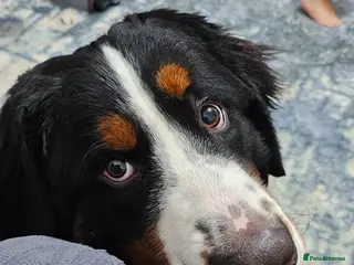 Bernese Mountain Dog dogs Bernese mountain dog for sale - Advert 1