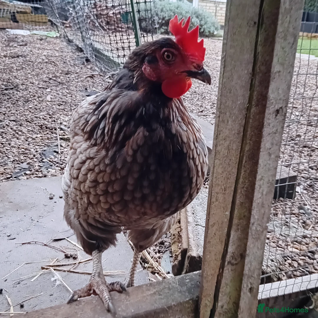 Chickens poultry for sale: Gorgeous Friendly Hens for Sale with Coop - Advert 3