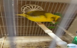 Canaries birds for sale: harlequins canary pairs and canaries  - Image 11