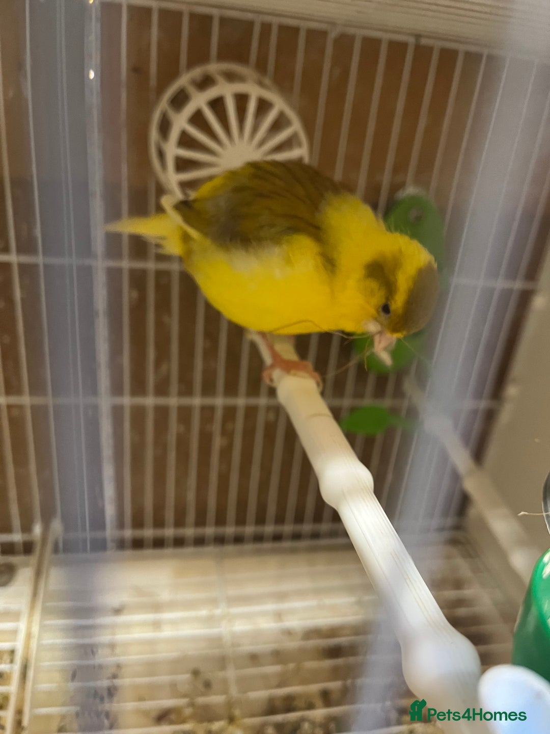 Canaries birds for sale: harlequins canary pairs and canaries  - Image 11