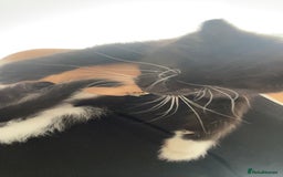 Mixed Breed cats for sale: 6 beautiful kittens - Image 3