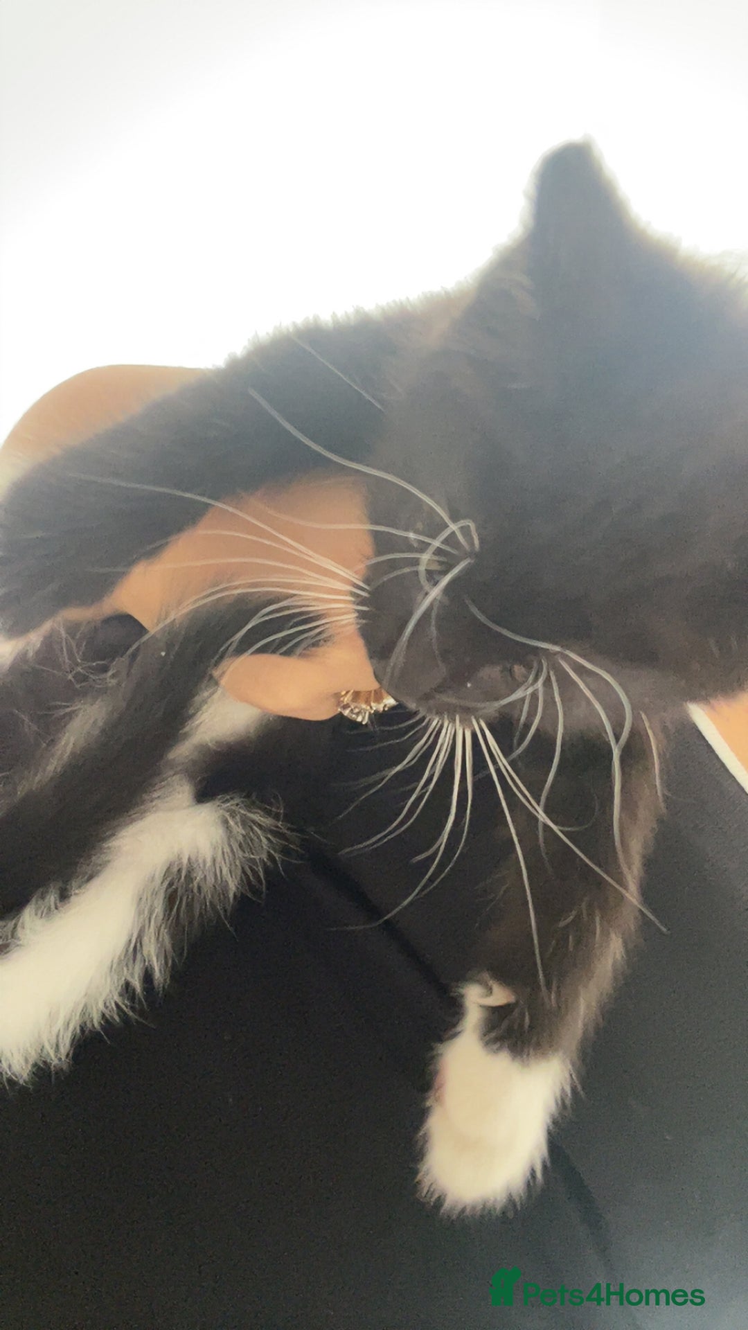 Mixed Breed cats for sale: 6 beautiful kittens - Image 3