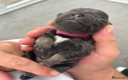 Pug dogs for sale: Beautiful Pug puppies - Image 6