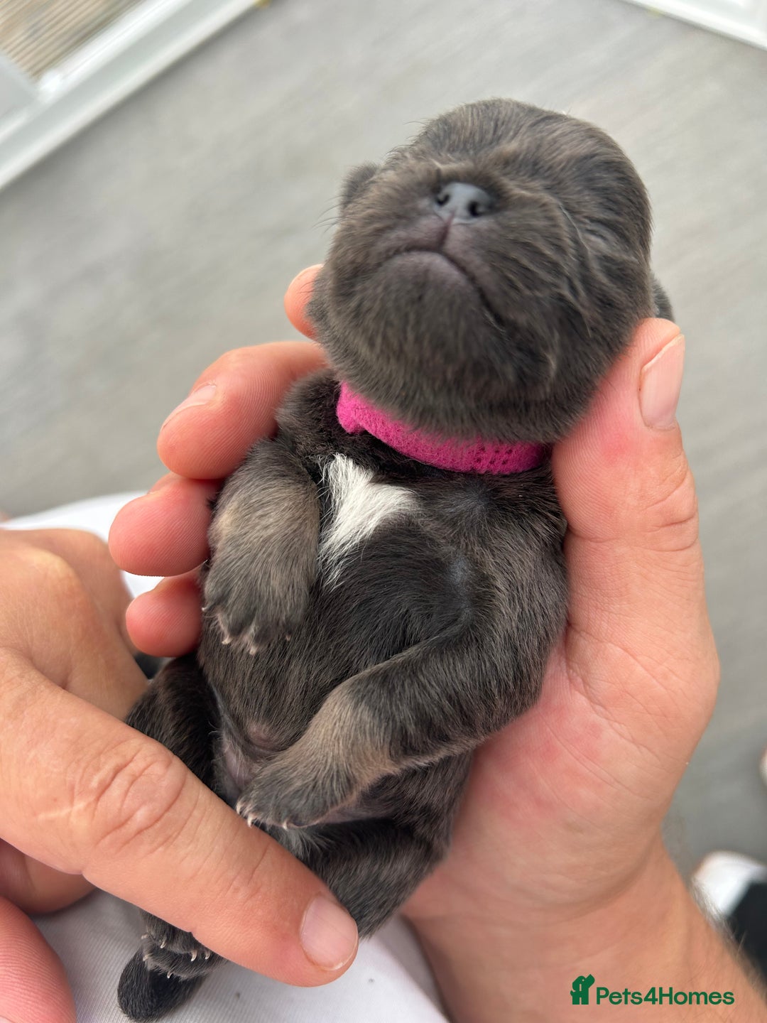 Pug dogs for sale: Beautiful Pug puppies - Image 6
